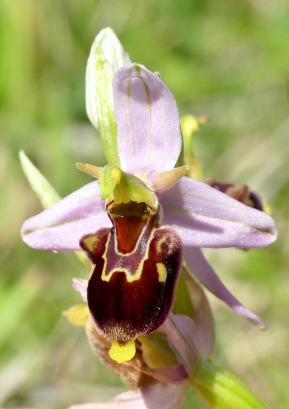Ophrys apifera x Ophrys holosericea subsp.dinarica, splendidi ibridi nell''aquilano 2021.